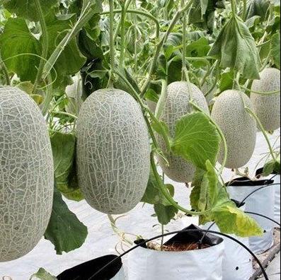Hạt giống Dưa lưới xanh oval - Ảnh 1